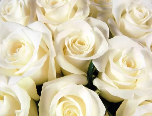 ¿Qué Significa La Rosa Blanca?